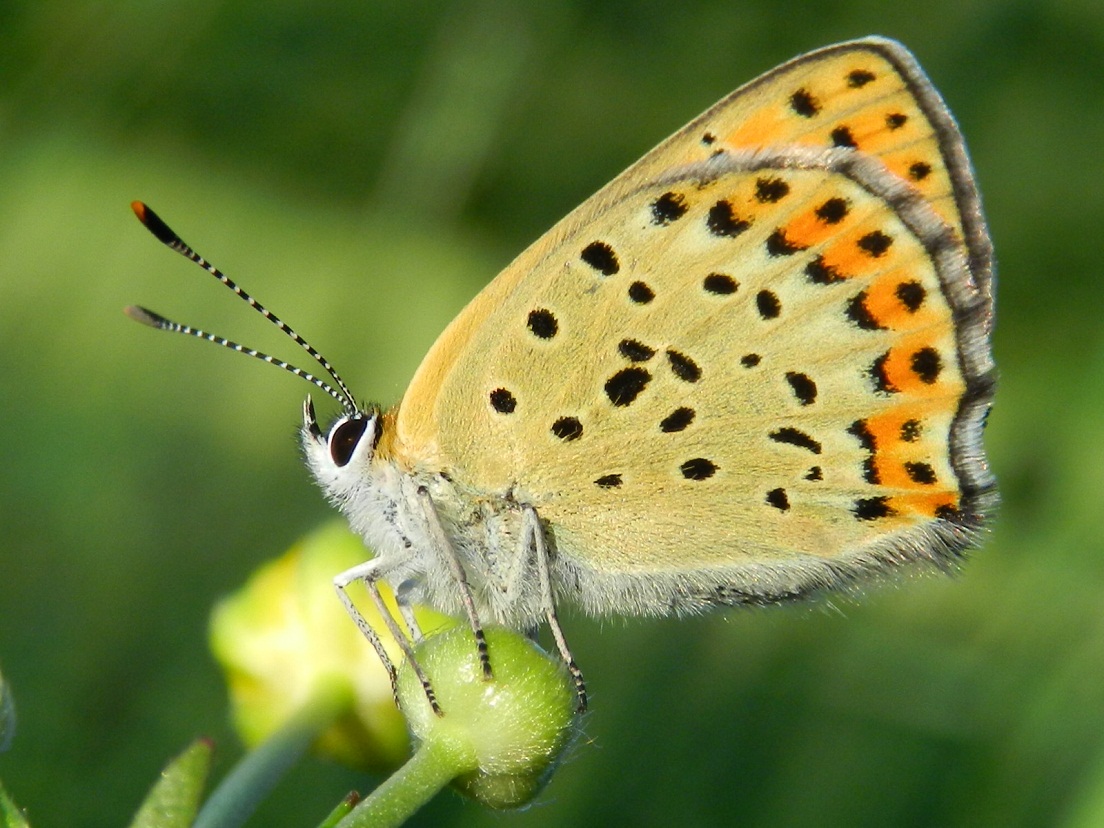 Lycaena tityrus ?